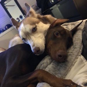 Meet your Posher, Spencer